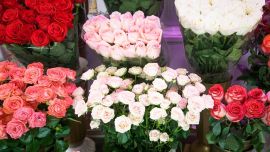 Эквадорские, голландские, белорусские розы – купить самый красивый букет