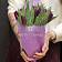 Букетик фиолетовых тюльпанов 