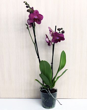 Орхидея Фаленопсис двуствольная 