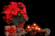 Рождество и заказ цветов: орхидеи, пуансеттии, падуб