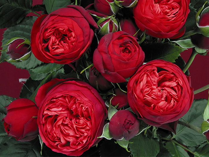 Купить розы онлайн и получить пять преимуществ