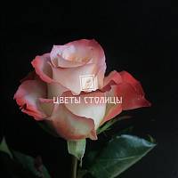 Красно-белая роза кабарет 