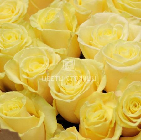 Букет из бело-жёлтых роз