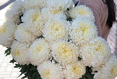 Крупноцветковая "Крымская" хризантема уже в продаже! 
