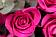 21 розовая роза Микс Эквадор