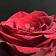 Красно-бордовая роза
