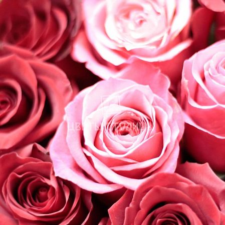 51 красно-розовая роза