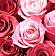 51 красно-розовая роза