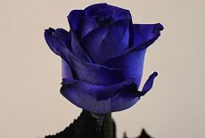Чёрные и синие розы УЖЕ В ПРОДАЖЕ!