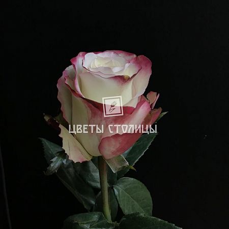 Бело-розовая роза