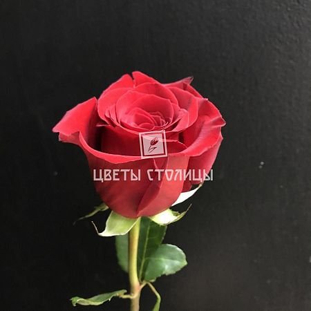 Бордово-красная роза