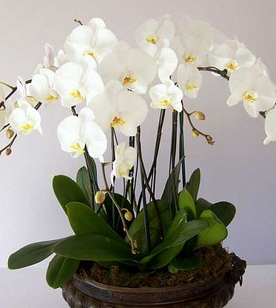 Орхидея Фаленопсис четырехствольная