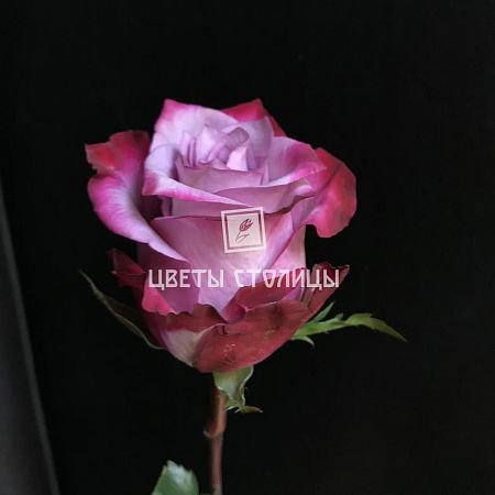 Бордово-розовая роза Дип пёрпл