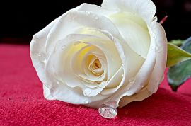 Сколько стоит белая роза? 