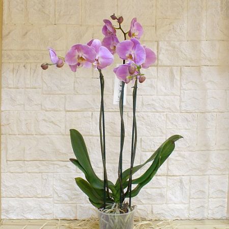 Орхидея Фаленопсис трехствольная
